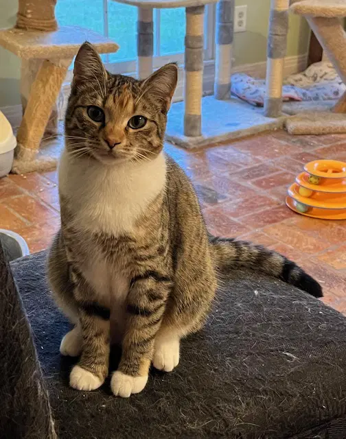 Phoebe image 3
