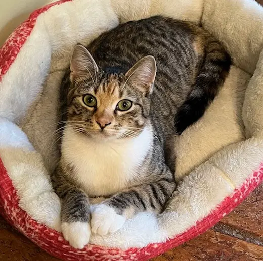 Phoebe image 2