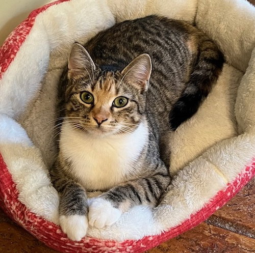PHOEBE - Torbie / Domestic Short Hair available for adoption