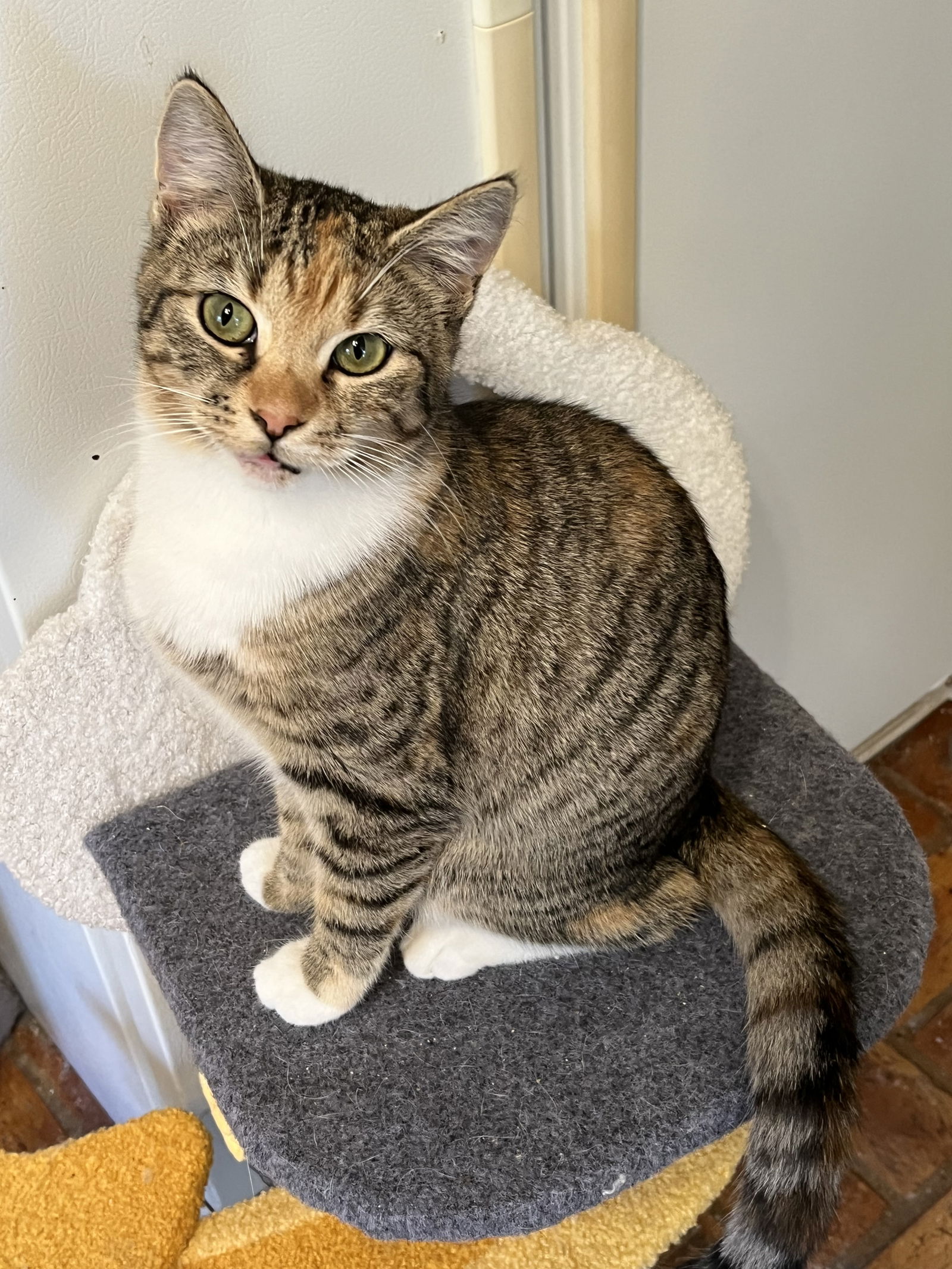 adoptable Cat in Mobile, AL named Phoebe