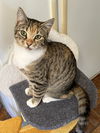 adoptable Cat in  named Phoebe