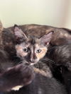 adoptable Cat in  named Piper TORTIE