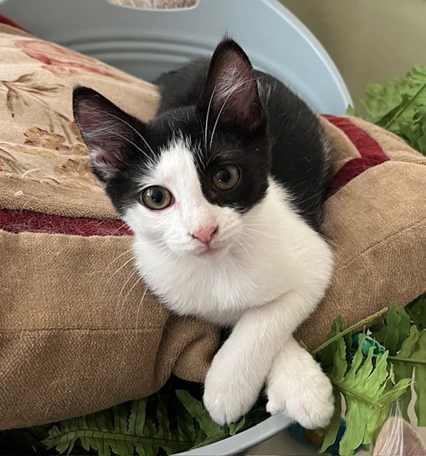 adoptable Cat in Mobile, AL named Blossom LAP BABY