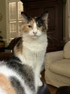 adoptable Cat in Mobile, AL named Venus