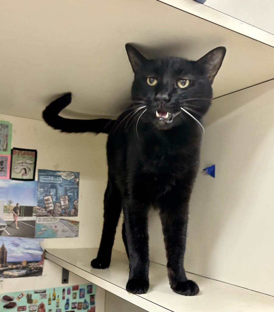 adoptable Cat in Mobile, AL named LUNAR