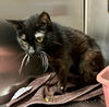 adoptable Cat in , AL named MING