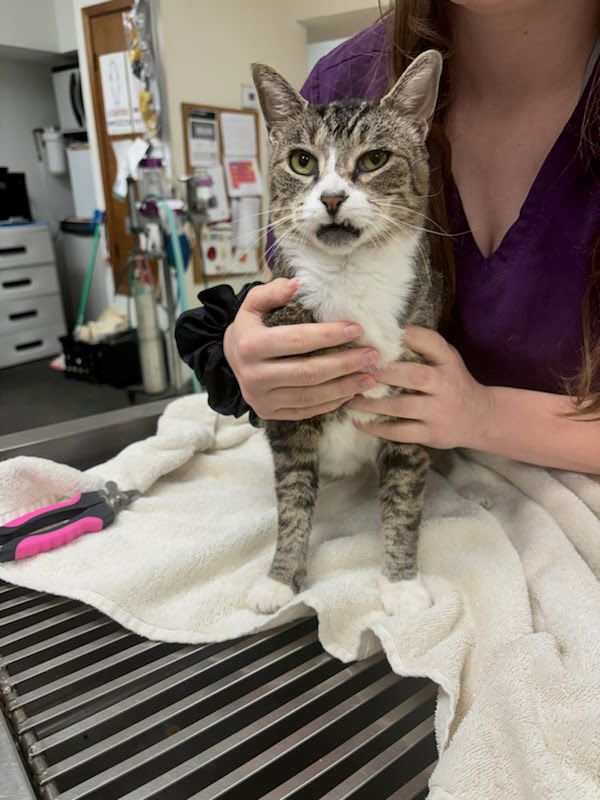 adoptable Cat in Mobile, AL named STELLA