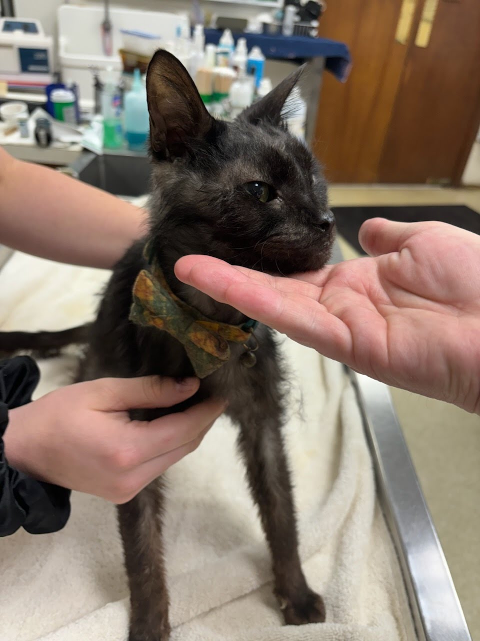 adoptable Cat in Mobile, AL named TOBY Toebeans