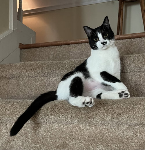 Lucky, an adoptable Domestic Short Hair in Mobile, AL