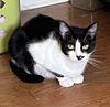 adoptable Cat in , AL named Lucky