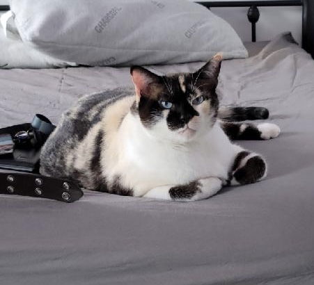 adoptable Cat in Mobile, AL named Pouf DOG FRIENDLY!