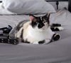 adoptable Cat in , AL named Pouf DOG FRIENDLY!
