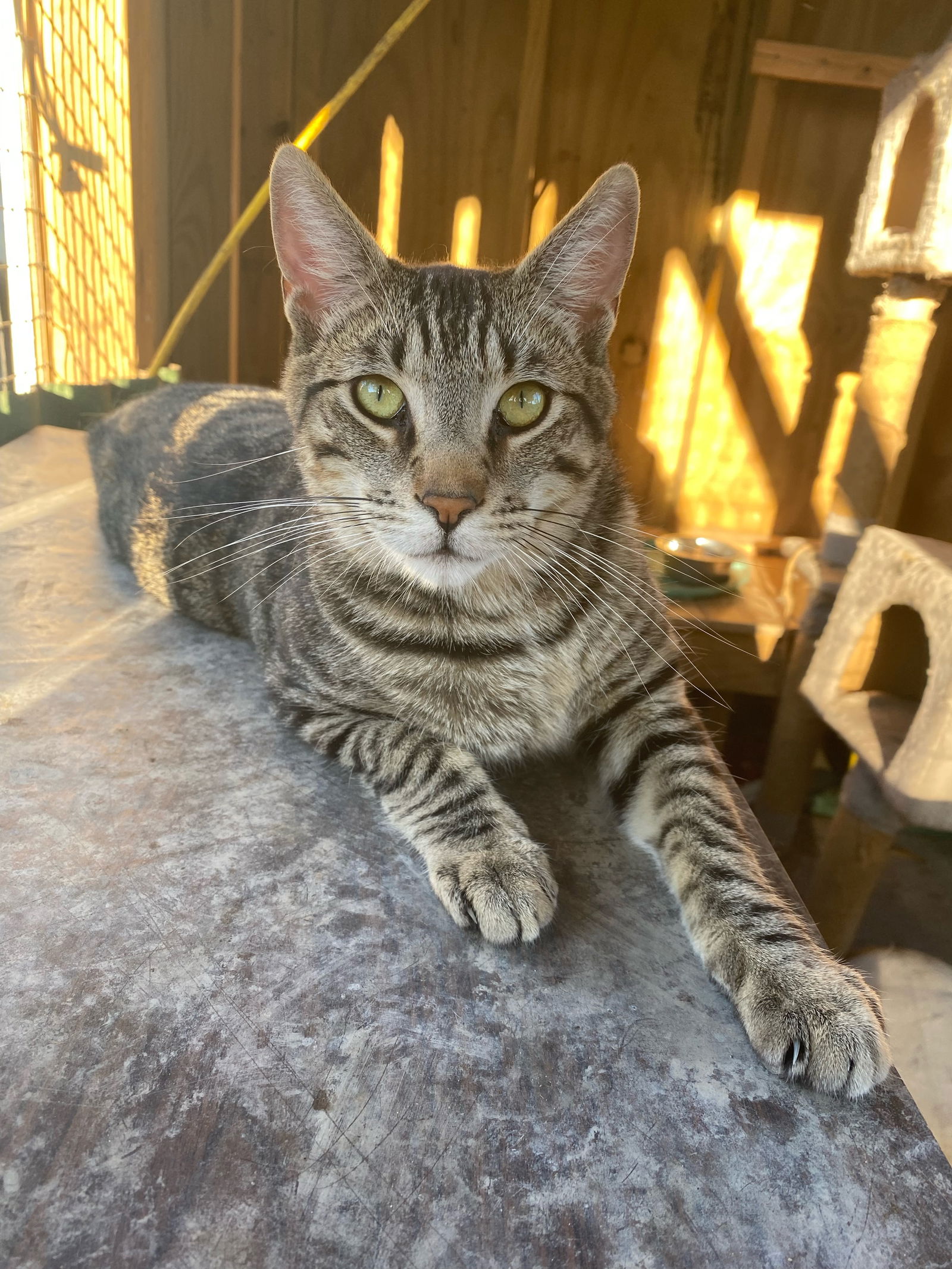 adoptable Cat in Mobile, AL named Abe
