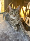 adoptable Cat in  named Abe
