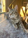 Abe - Photo 2
