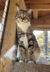 adoptable Cat in  named Pi
