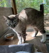adoptable Cat in  named Cody Snowshoe Bobtail