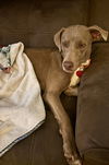 adoptable Dog in  named Lucy the Dog