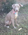 Lucy the Dog - Photo 2
