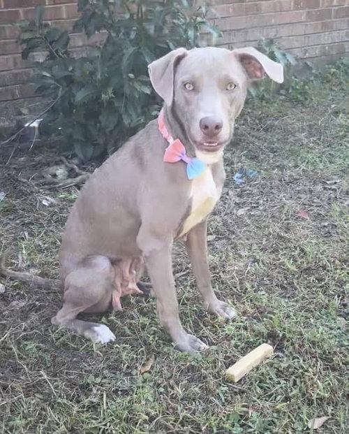 LUCY THE DOG - Weimaraner available for adoption