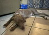 Lucy the Dog - Photo 3