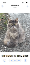adoptable Cat in mobile, AL named Daisy
