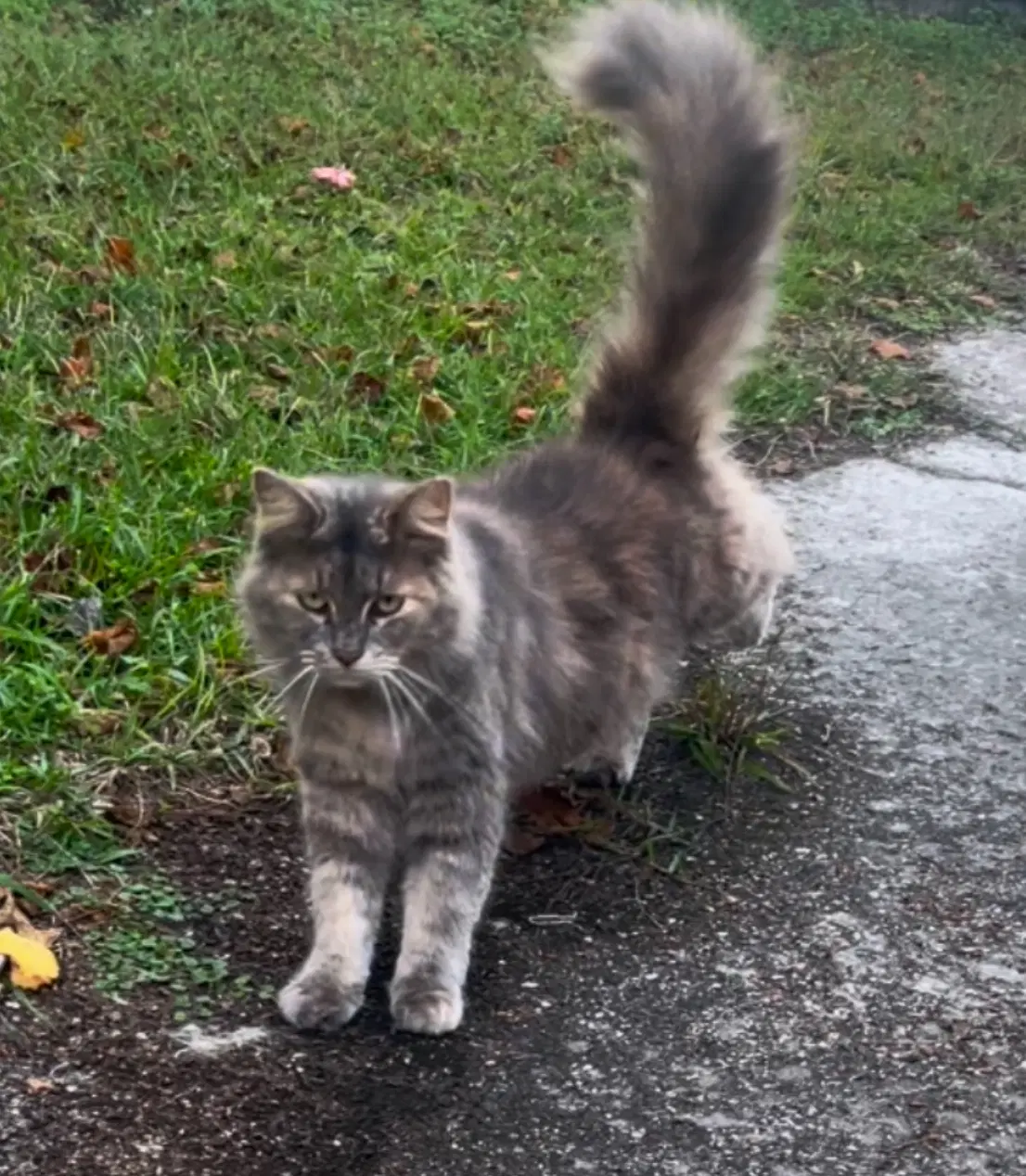 Daisy image 2