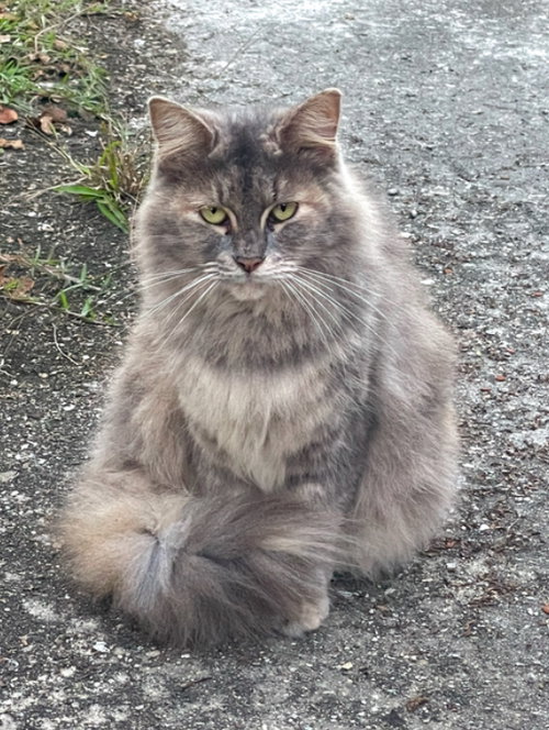 DAISY - Domestic Medium Hair / Dilute Tortoiseshell available for adoption