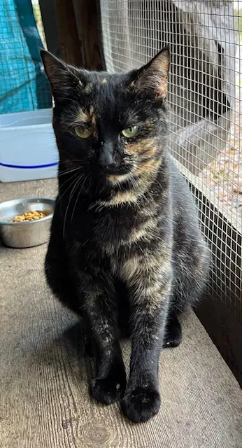 Lucy - Tortoiseshell