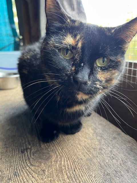 Lucy the Cat