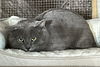 adoptable Cat in Mobile, AL named Mikey Blue