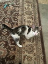 Kirby - Photo 3