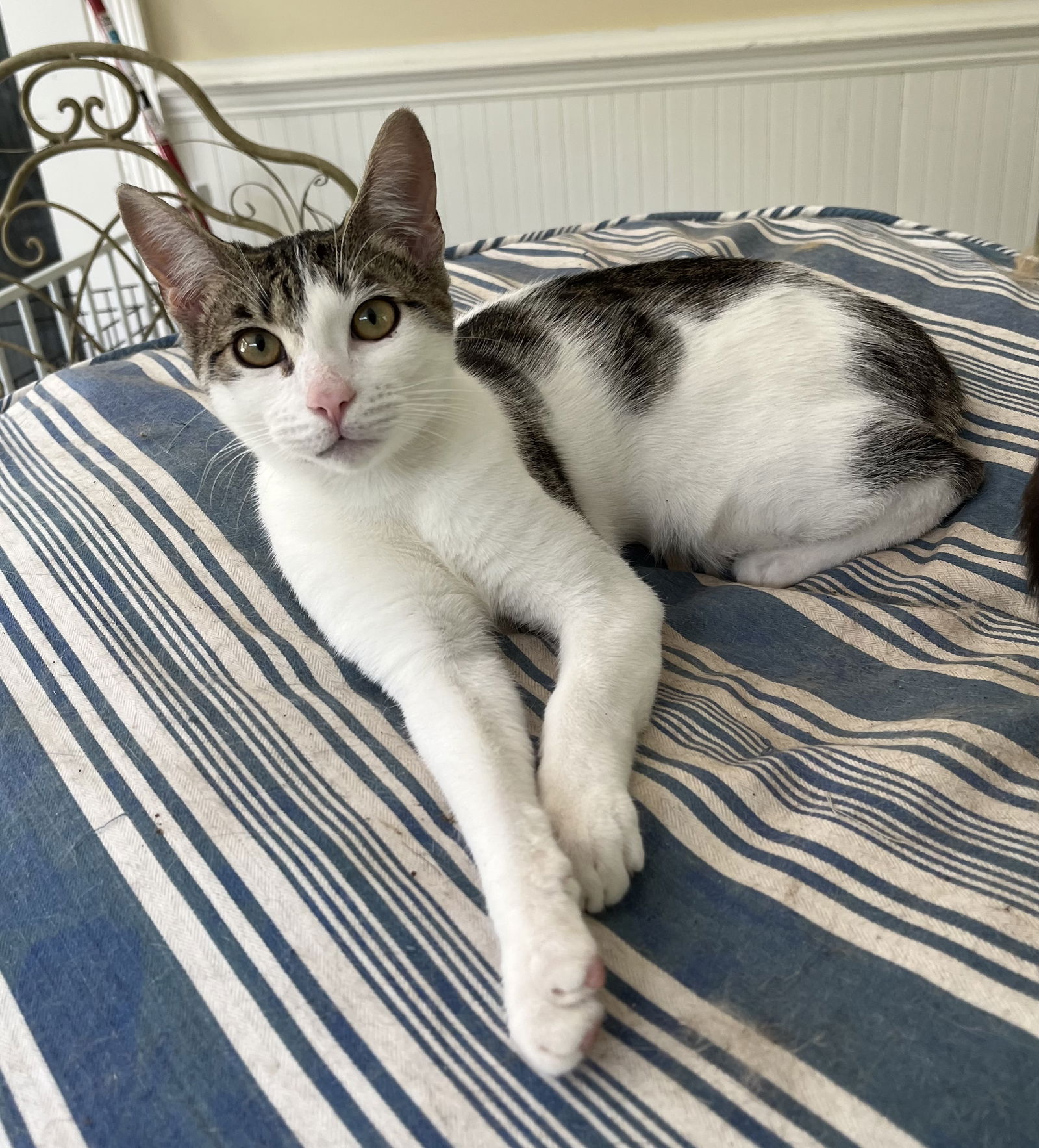 adoptable Cat in Mobile, AL named Kirby