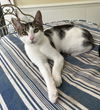 adoptable Cat in Mobile, AL named Kirby