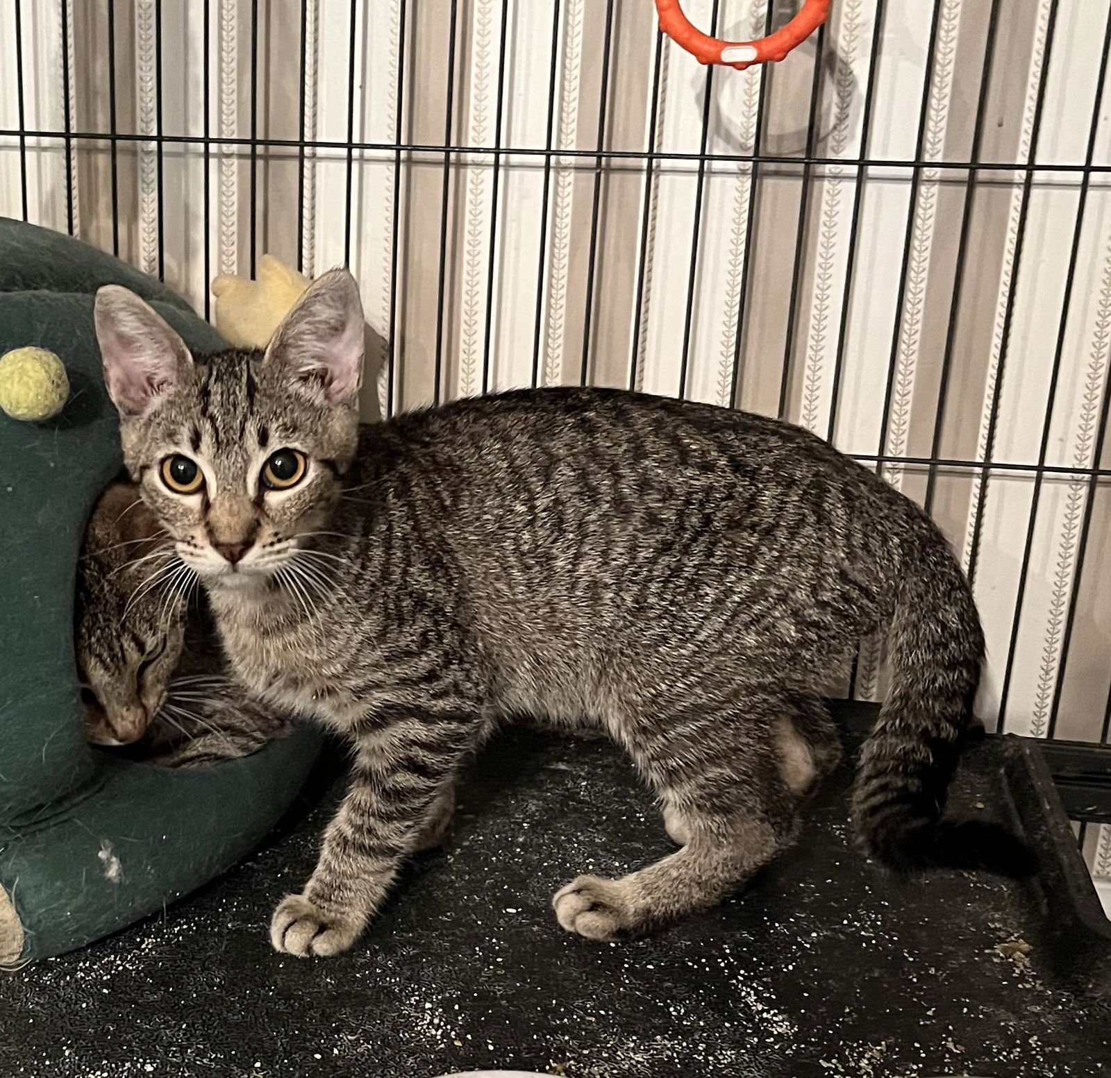 adoptable Cat in Mobile, AL named Fritz