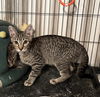 adoptable Cat in  named Fritz