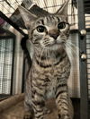 adoptable Cat in  named Cuddlebug
