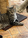 Cuddlebug - Photo 1
