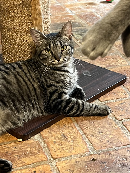 CUDDLEBUG - Tabby / Domestic Short Hair available for adoption