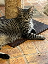 Cuddlebug - Photo 2
