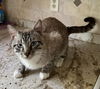 adoptable Cat in  named Knight