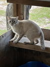adoptable Cat in  named Sky