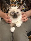 adoptable Cat in  named Joy