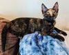 adoptable Cat in  named Grace