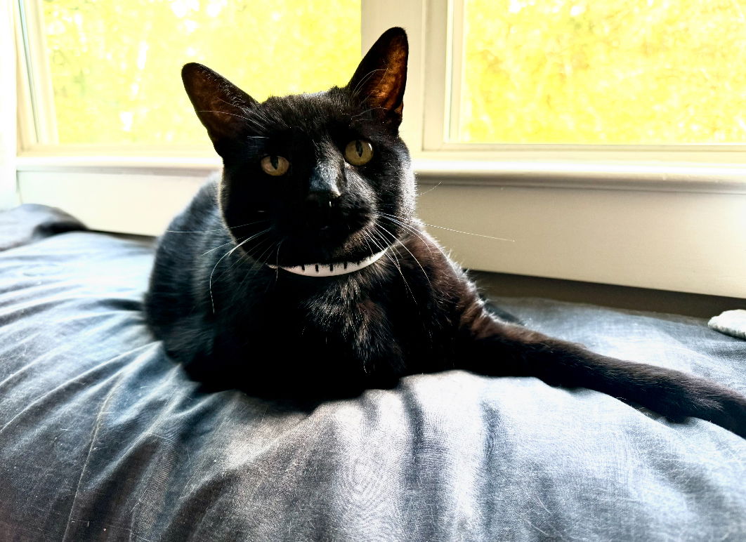 adoptable Cat in Mobile, AL named Jyoti (Jo)