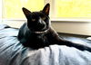 adoptable Cat in  named Jyoti (Jo)