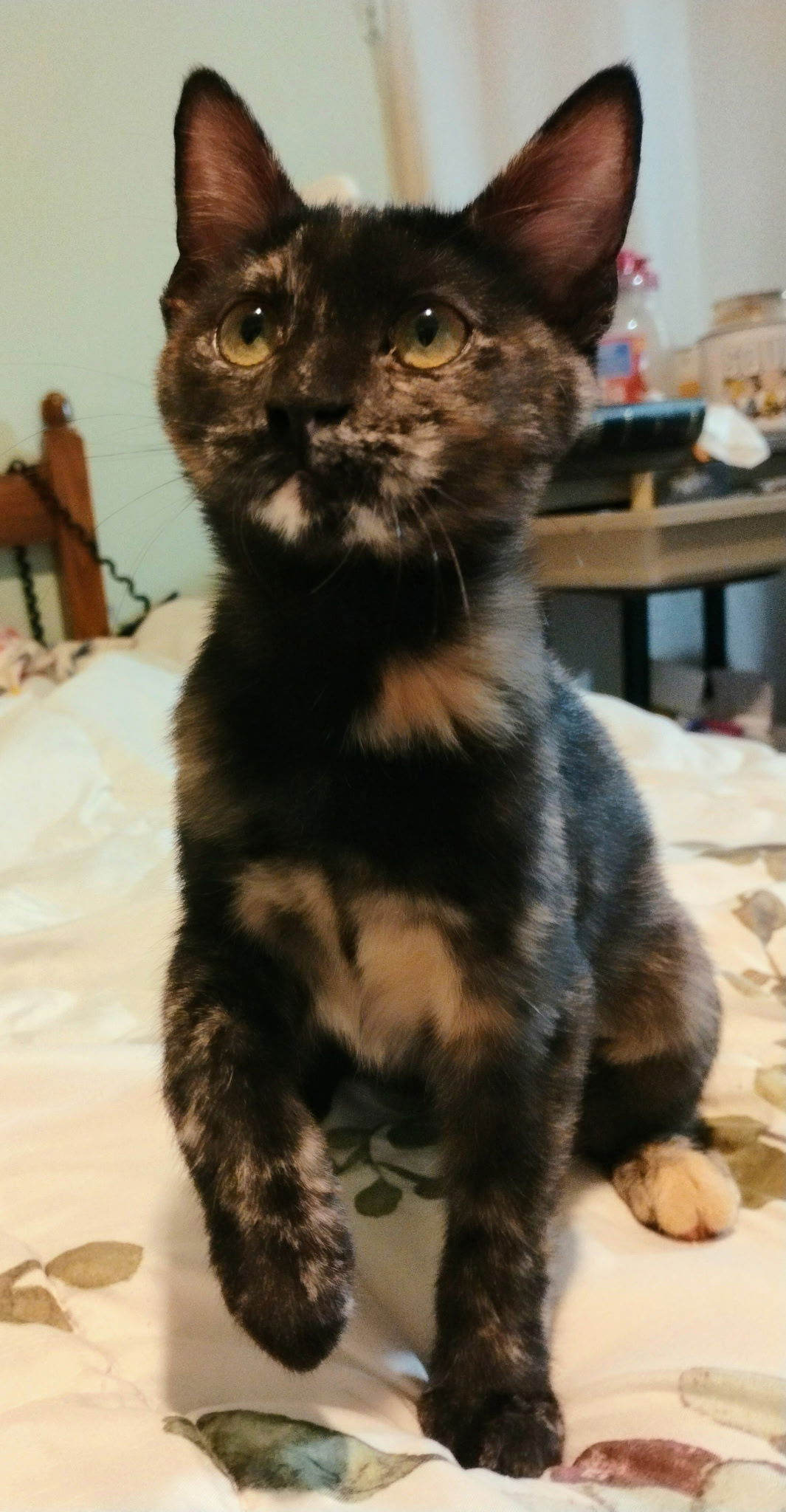 adoptable Cat in Mobile, AL named Ivey
