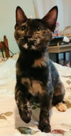 adoptable Cat in  named Ivey
