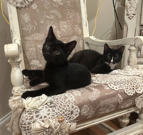 GIGI (& HUGH) - Tuxedo / Domestic Short Hair available for adoption