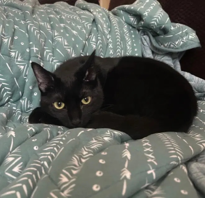 Hugh  Gigi - Domestic Short Hair